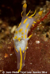 Polycera quadrilineata shot 13m deep using Canon EOS 350D... by Joao Pedro Tojal Loia Soares Silva 